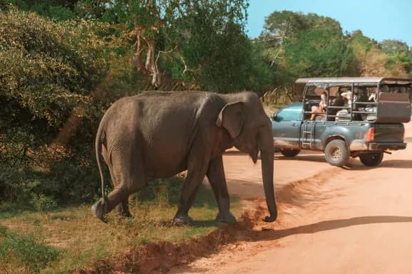 Yala Safari