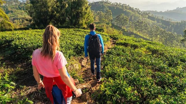 Tea Trails & Scenic Peaks