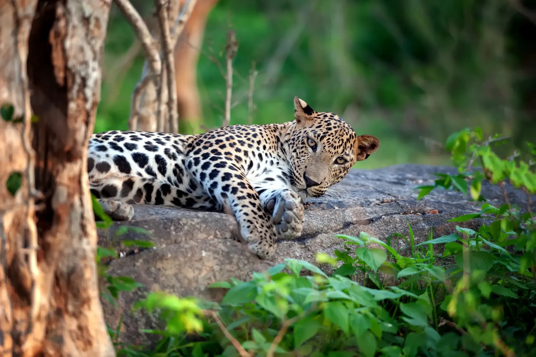 Scenic Sri Lanka destination